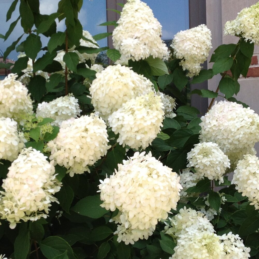 Meet your Posher, RG Shadow